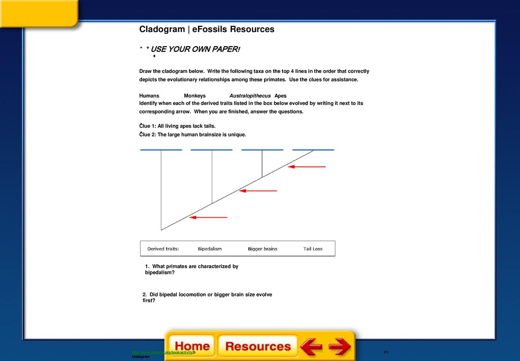 Primate Evolution Section 1: Primates Section 2: Hominoids to Hominins